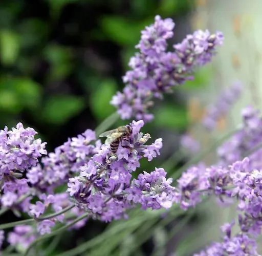Auberge Leipzig Hotel Leipzig