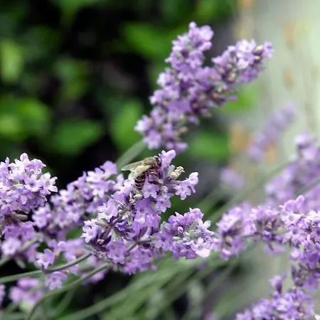 Auberge Leipzig Ξενοδοχείο Λειψία
